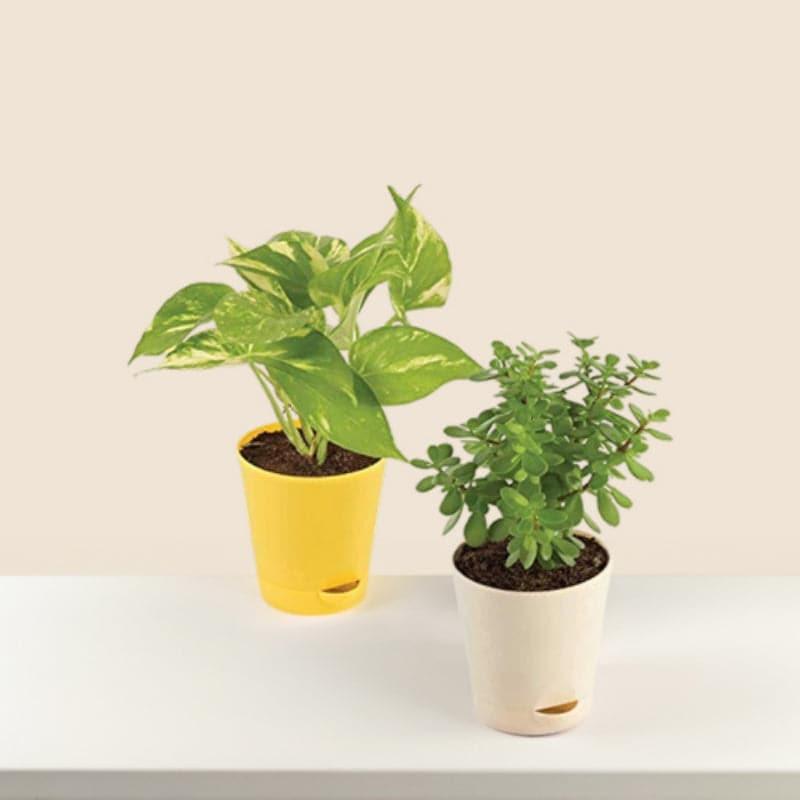 Live Plants
