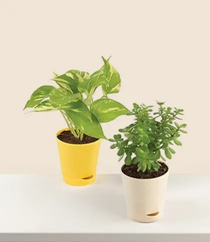Live Plants