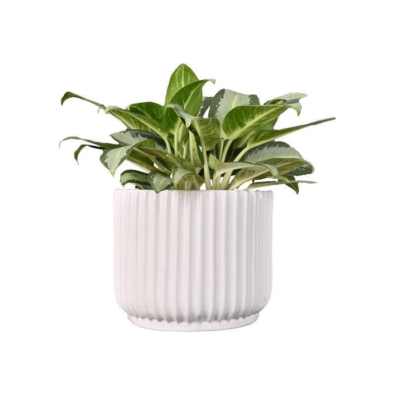 Ugaoo Phoenix White Ceramic Pot media 3