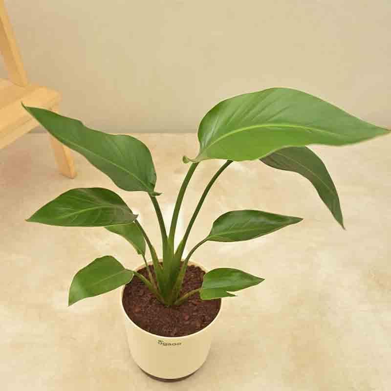 Ugaoo Bird of Paradise Plant - Big media 4