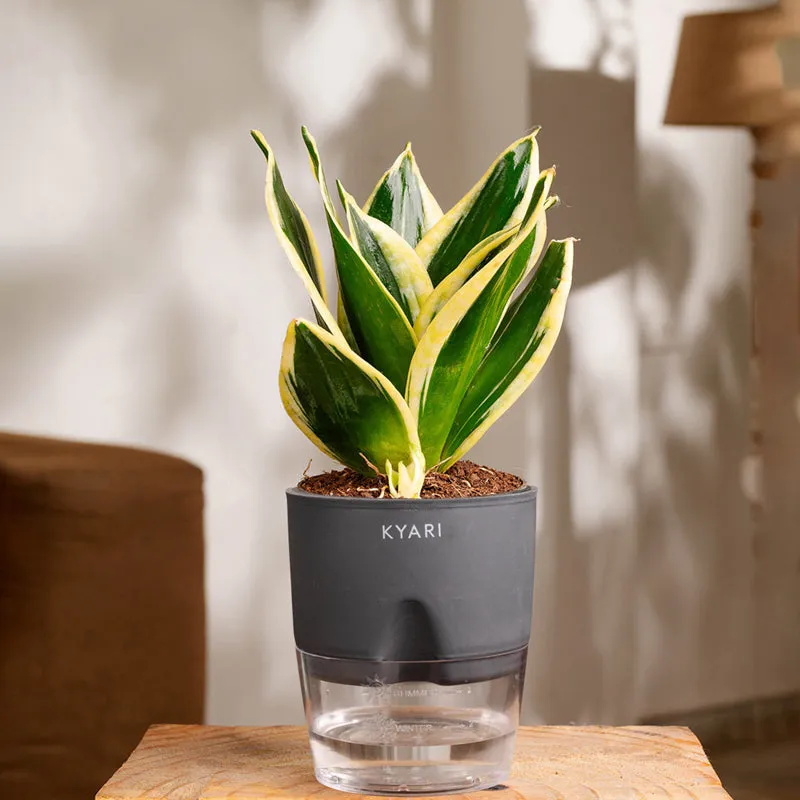 Kyari Golden Hahnii Snake Plant With Self Watering Pot (Grey) - 18 cm |  Vaaree