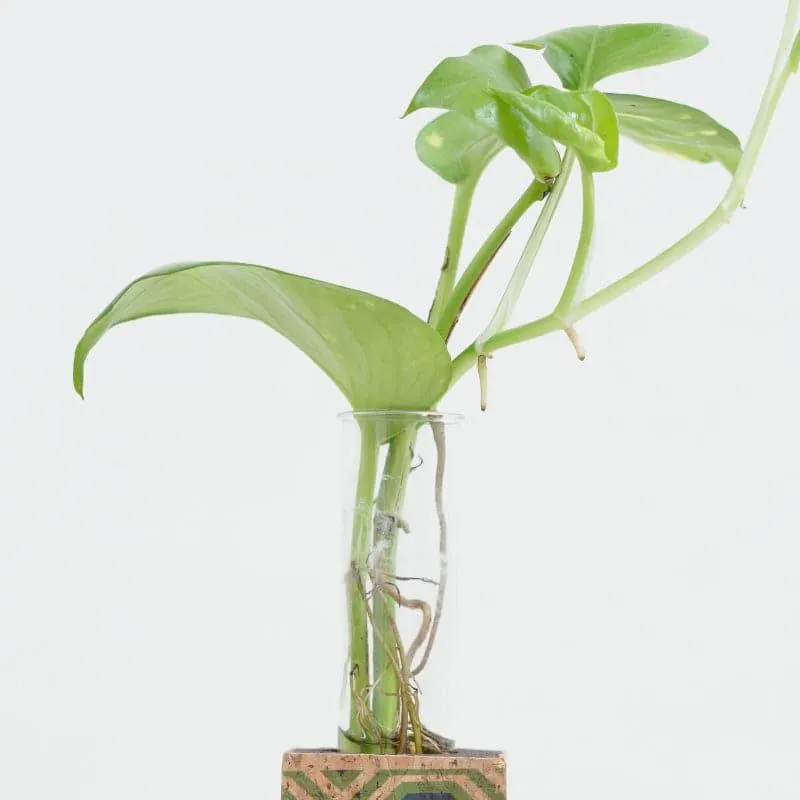 Reema Cork Testube Planter media 4