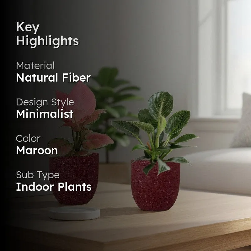Greenkin Aglaonema & Birkin Live Plants (Maroon) - Set Of Two media 2