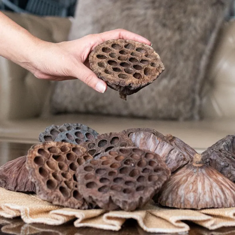 Sitto Dried Lotus Pods - Set Of Ten media 3