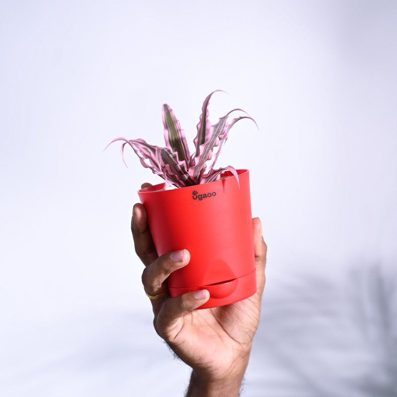 Ugaoo Earth Star Plant - Pink media 4