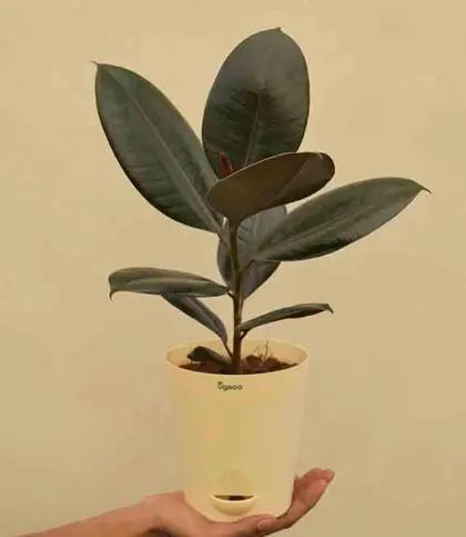 Live Plants