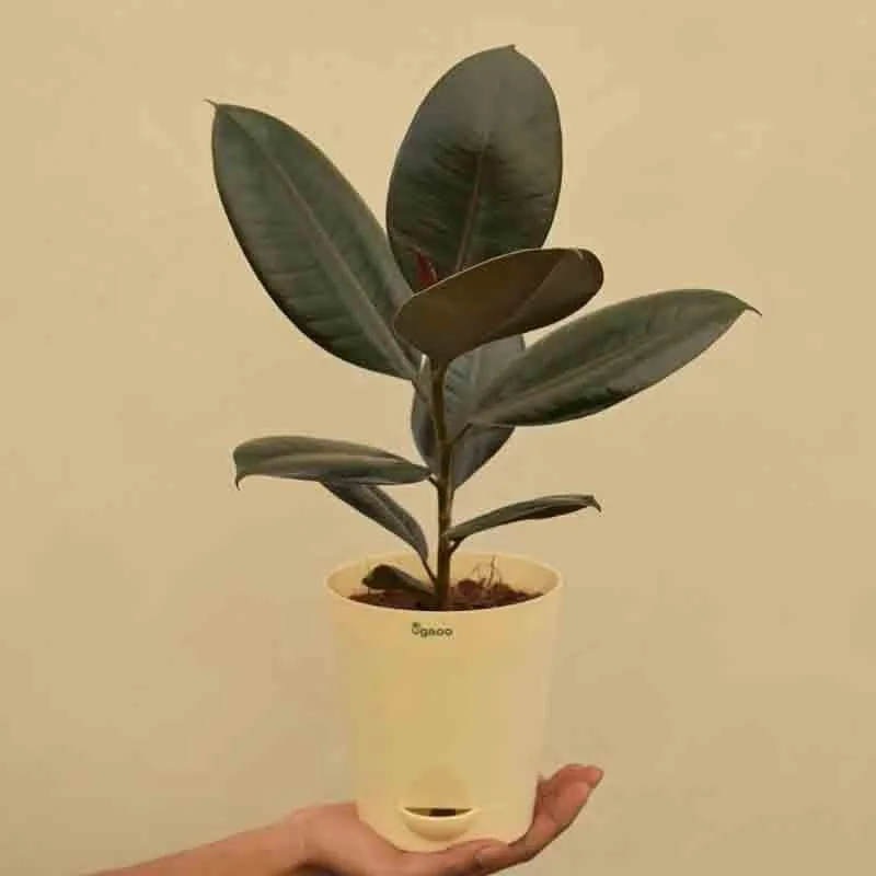 Ugaoo Rubber Plant - Medium media 1