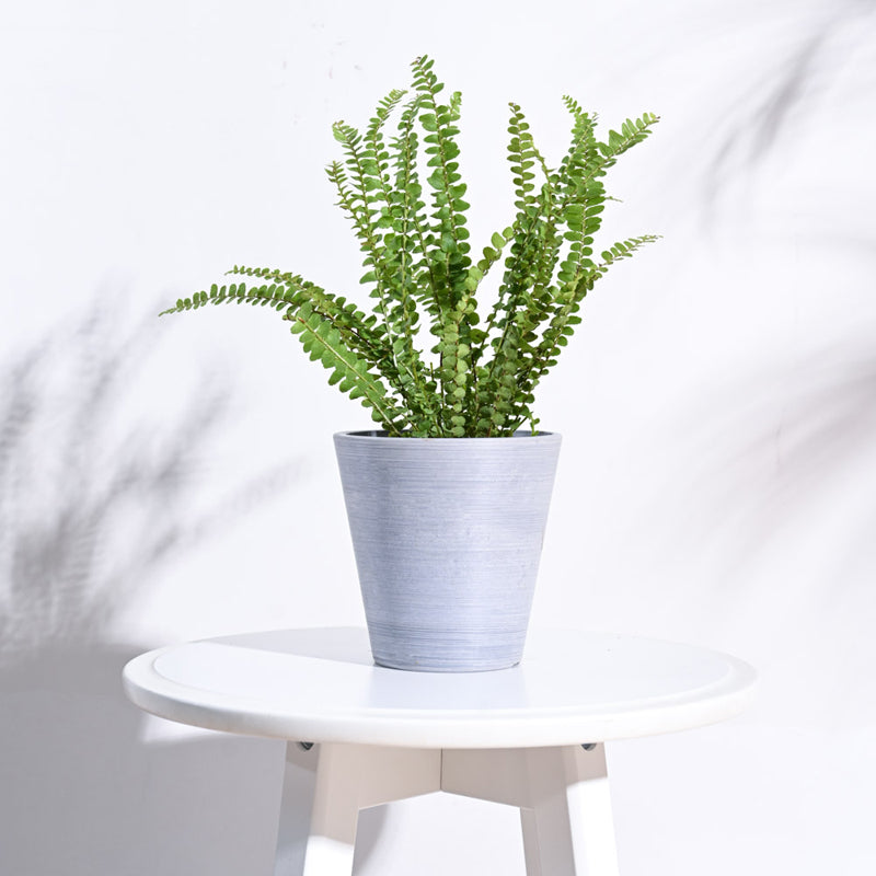 UGAOO Venice Planter for Home & Balcony Garden- Light Grey media 3
