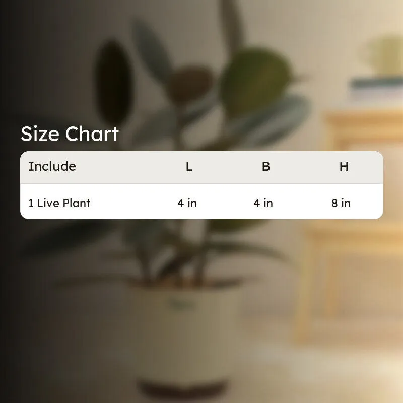 Ugaoo Air Purifying Rubber Plant With Self Watering Pot media 6