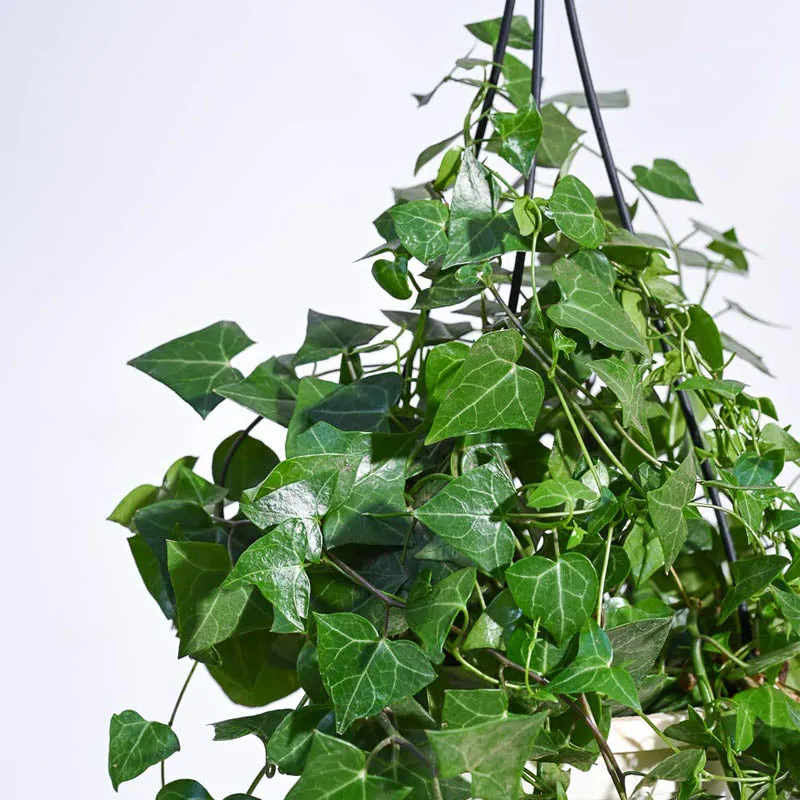 Ugaoo English Ivy Plant In Hanging Planter media 6