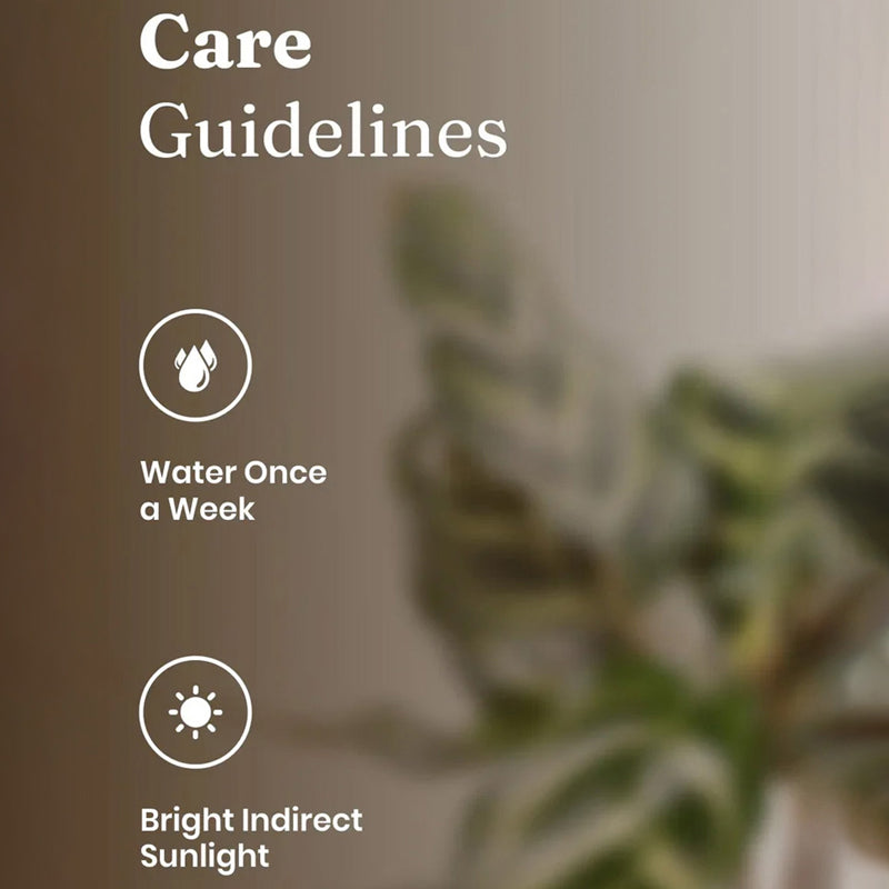 Kyari Peacock Plant With Self Watering Pot (Cream) - 18 cm media 5
