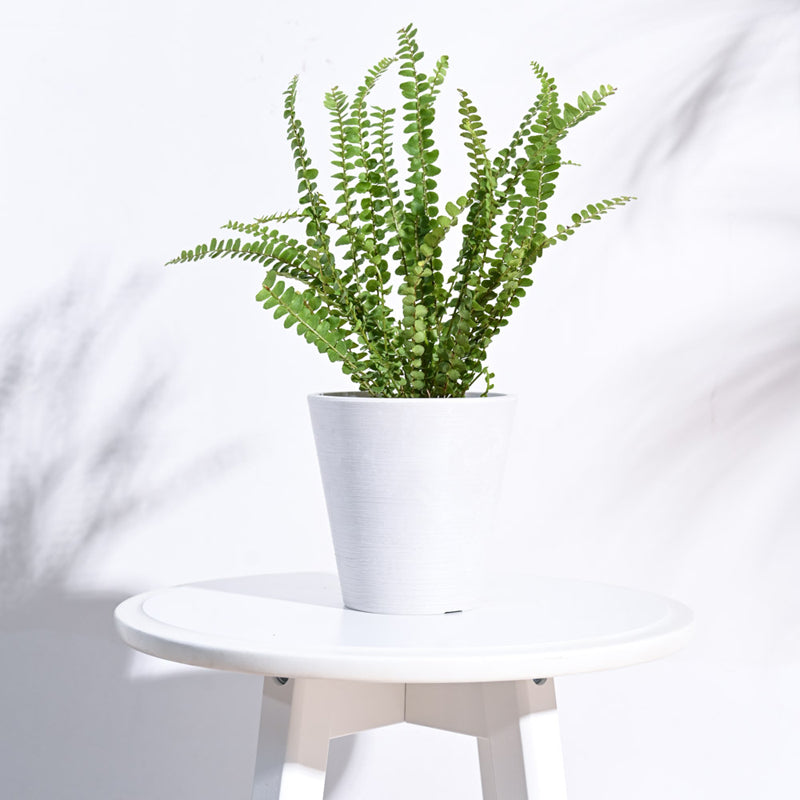UGAOO Venice Planter for Home & Balcony Garden- White media 3
