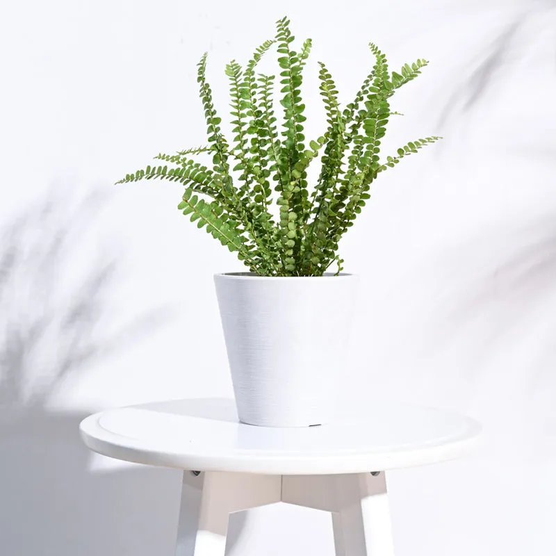 UGAOO Venice Planter for Home & Balcony Garden- White media 3