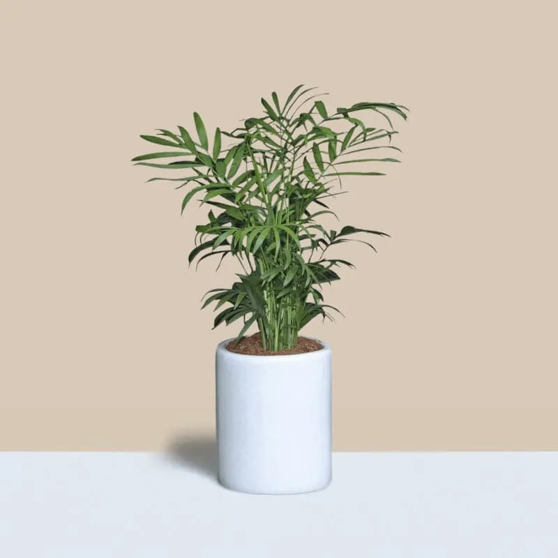 Ugaoo Lilac Stories Ceramic Pot (10 CM) - White media 3