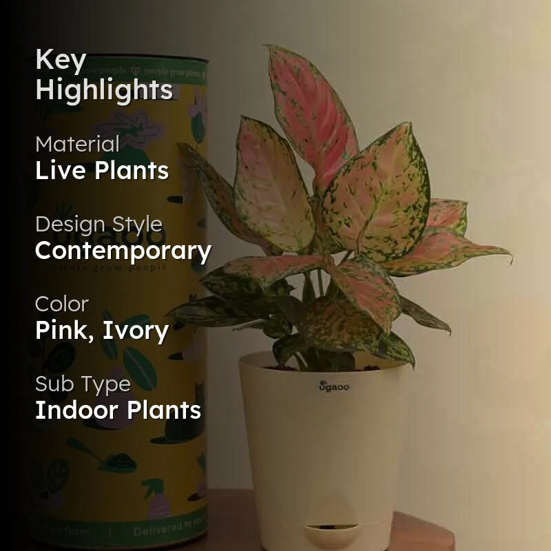 Ugaoo Aglaonema Pink Beauty Plant media 2
