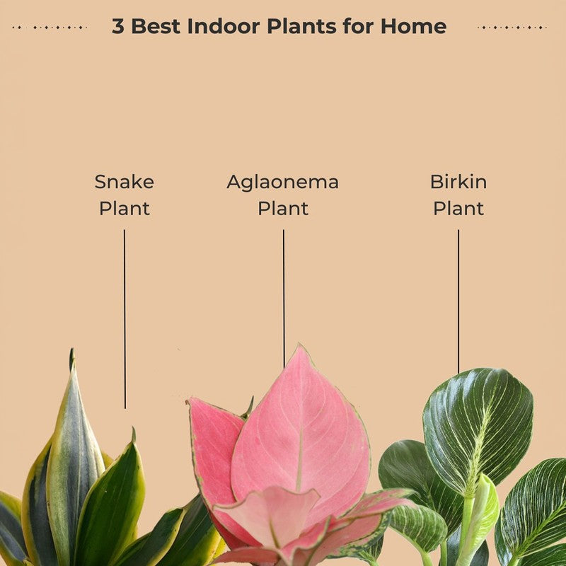 Greenkin Living Room Indoor Live Plants - Set Of Three media 4