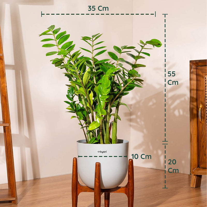 Kyari Green ZZ Plant With Metal Self Watering Pot (Grey) - 2.4 Feet media 5
