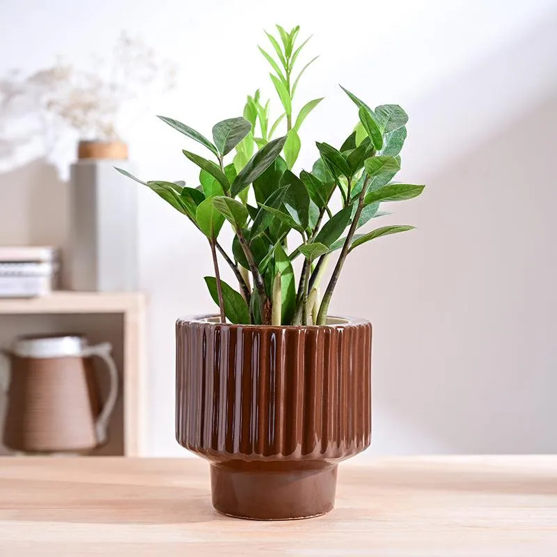 Ugaoo Classic Stria Ceramic Planter - Brown media 2