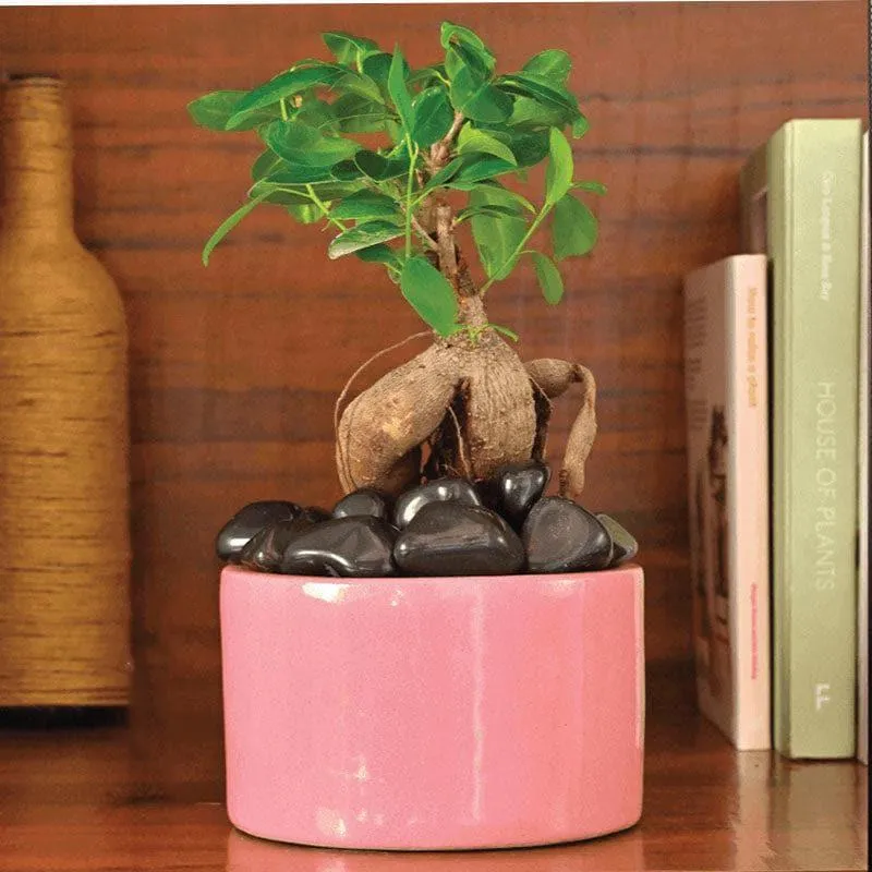 Ugaoo Lilac Stories Ceramic Pot (Magenta) - Set Of Three media 6