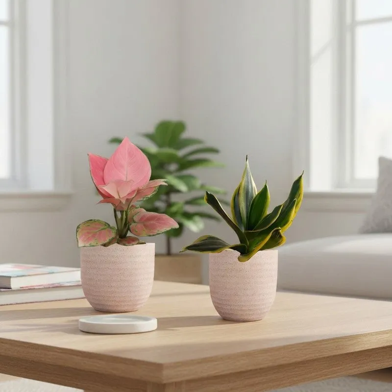 Greenkin Aglaonema Pink & Golden Snake Live Plants (Ivory) - Set Of Two media 1