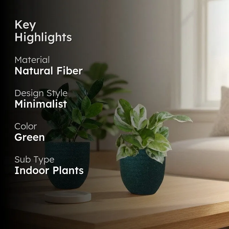 Greenkin ZZ & Njoy Live Plants (Green) - Set Of Two media 2