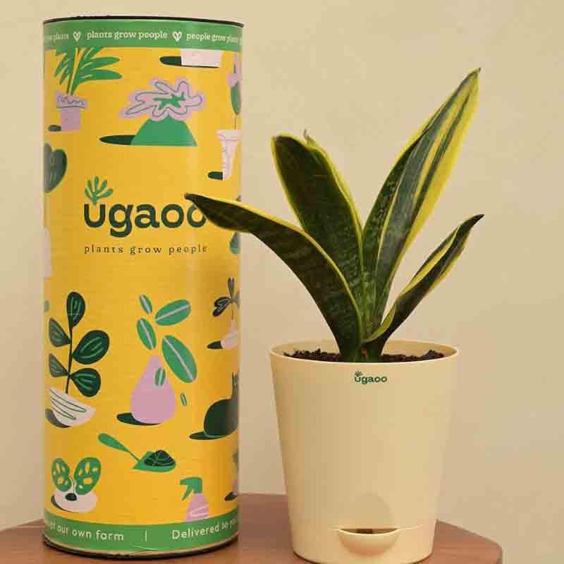 Live Plants