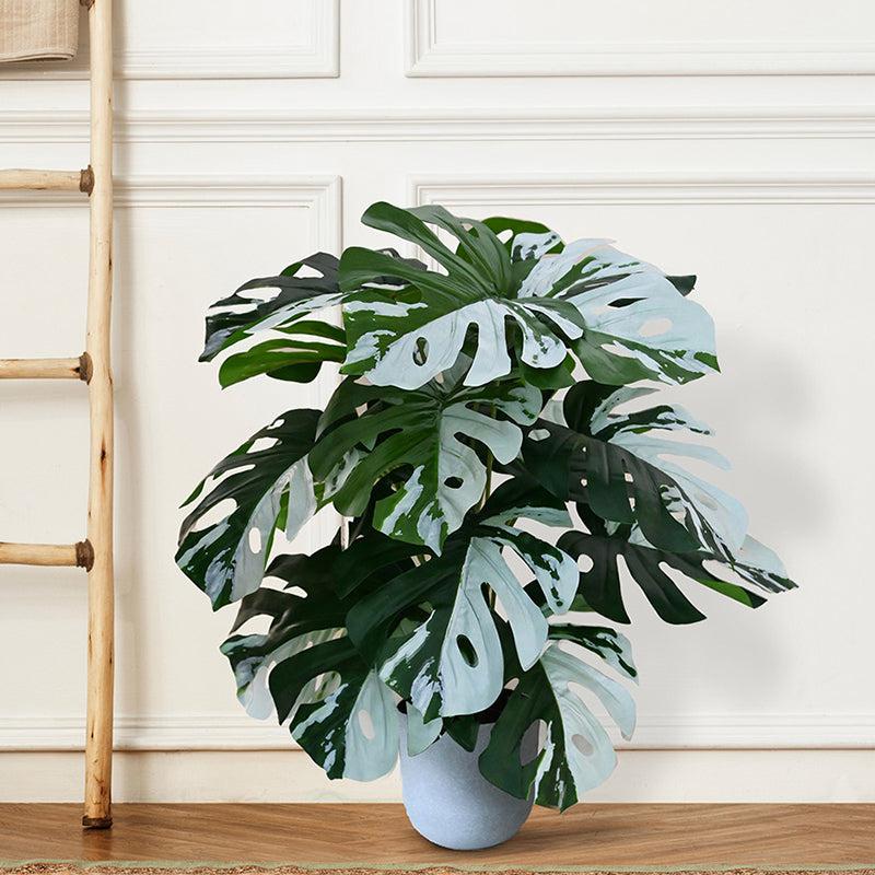 Faux Everlasting Monstera Plant With Black Plastic Pot (Green, White) - 79 cm (2.6 ft) media 3