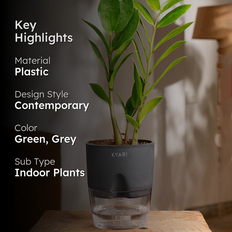 Kyari Zamioculcas Zamiifolia (ZZ) Plant With Self Watering Pot (Grey) - 18 cm media 2