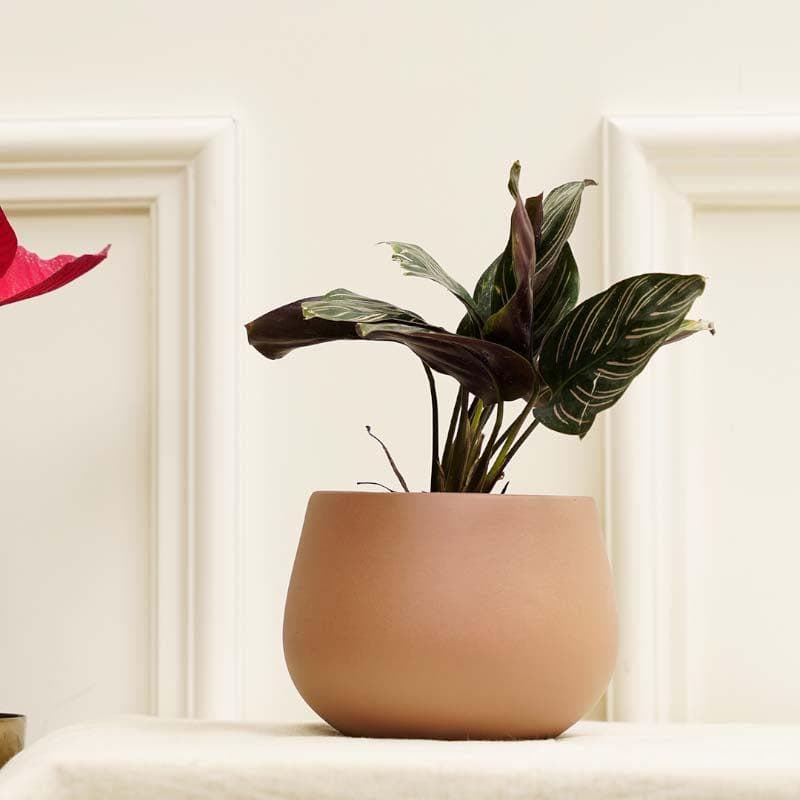 Peggy-Pogo Planter media 3