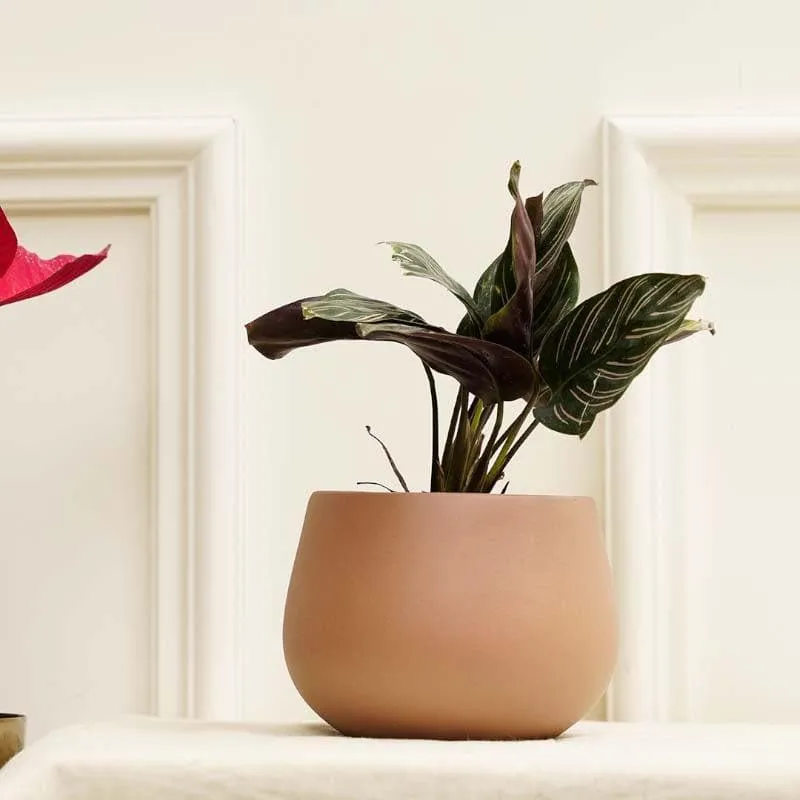 Peggy-Pogo Planter media 3