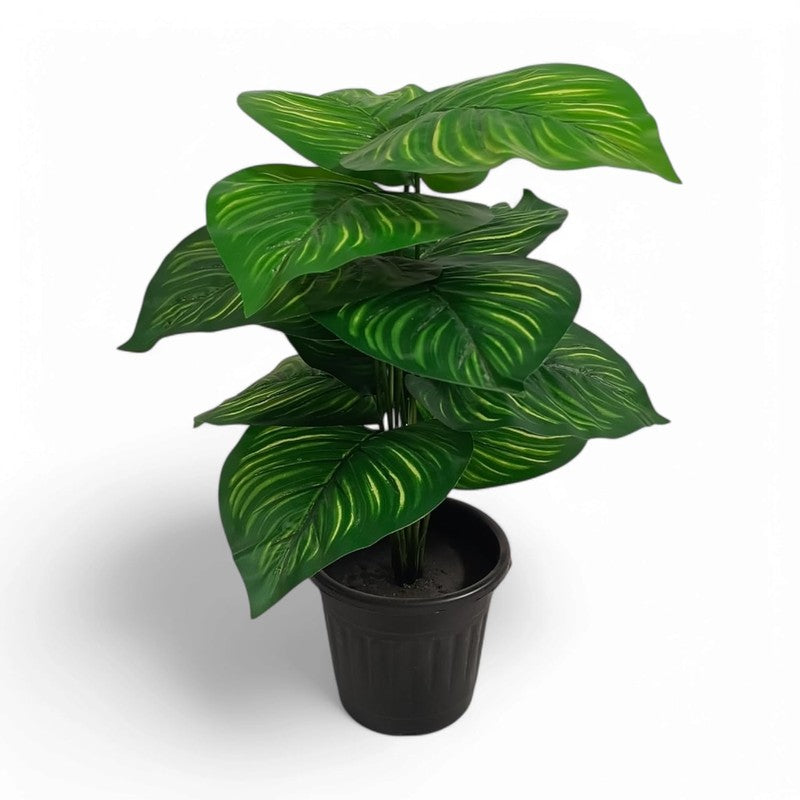 Boty Artificial Calathea Plant With Black Plastic Pot - 1.5 Feet media 4