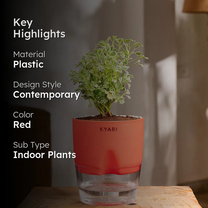Kyari Aralia Variegated With Self Watering Pot - Red media 2