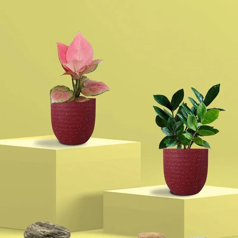 Greenkin ZZ & Aglaonema Pink Live Plants (Red) - Set Of Two media 3