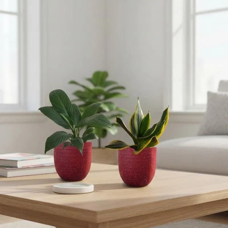 Greenkin Lily & Golden Snake Live Plants (Red) - Set Of Two media 1