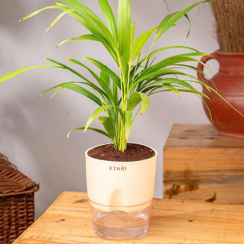 Kyari Areca Palm With Self Watering Pot - Ivory media 3