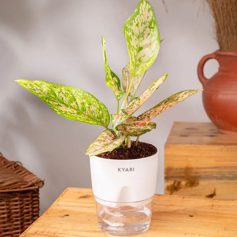 Kyari Aglaonema Snow White With Self Watering Pot - White media 3