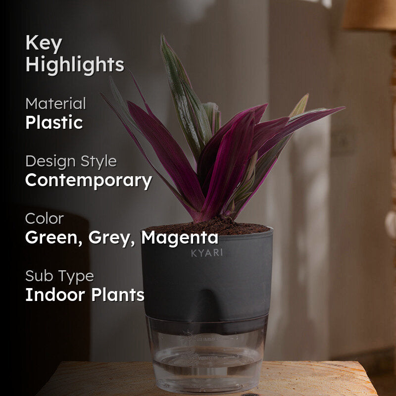 Kyari Oyster Plant With Self Watering Pot (Grey) - 18 cm media 2