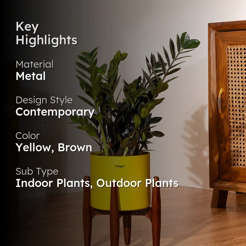 Kyari Black ZZ Plant With Metal Self Watering Pot (Yellow) - 2 Feet media 2