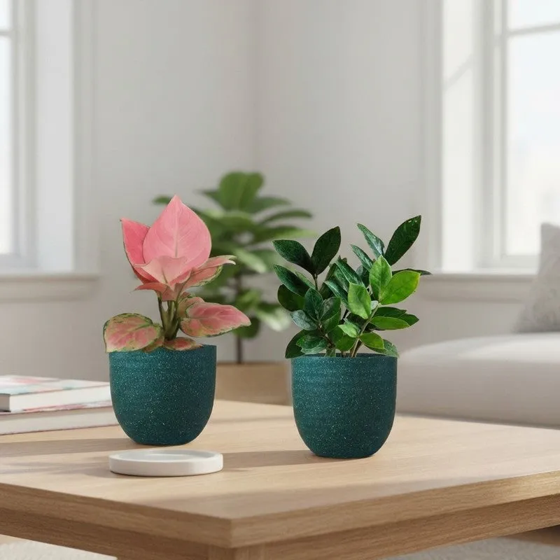 Greenkin ZZ & Aglaonema Pink Live Plants (Green) - Set Of Two media 1