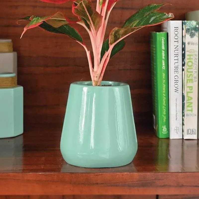 Ugaoo Tulip Fantasy Ceramic Planter (12 CM) - Aqua media 4
