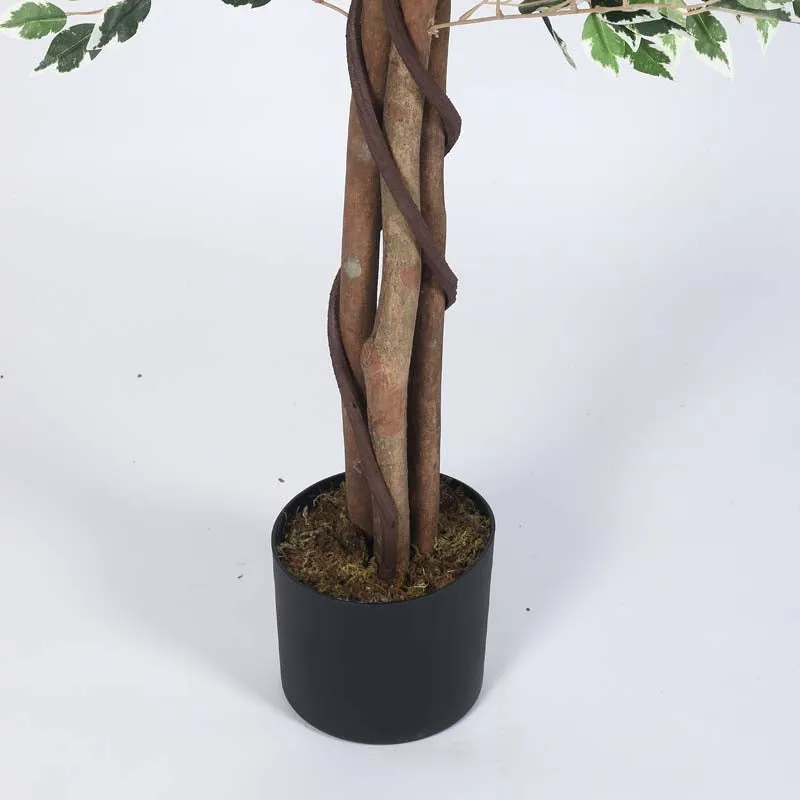 Verdiva Lush Variegated Ficus Plant With Black Fiber Pot - 5.9 Feet media 6