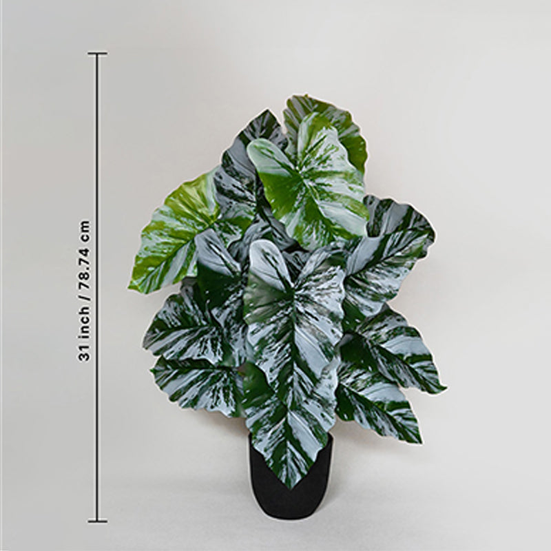 Faux Caladium Leaf Artificial Plant With Black Plastic Pot - 79 cm (2.6 ft) media 5