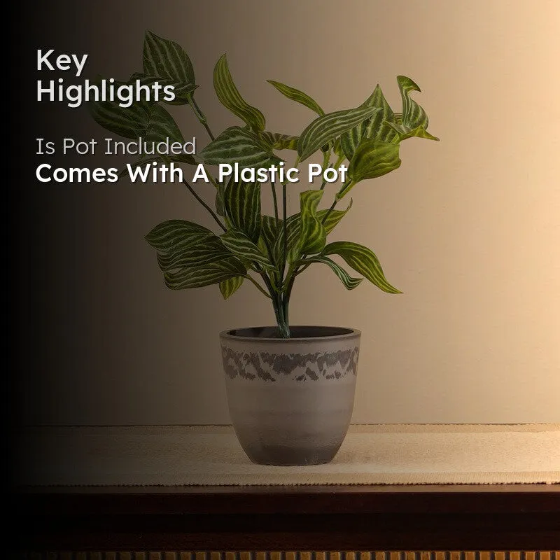 Artificial Fittonia Plant With Black Plastic Pot (0.8 Ft) - Set Of Two media 2