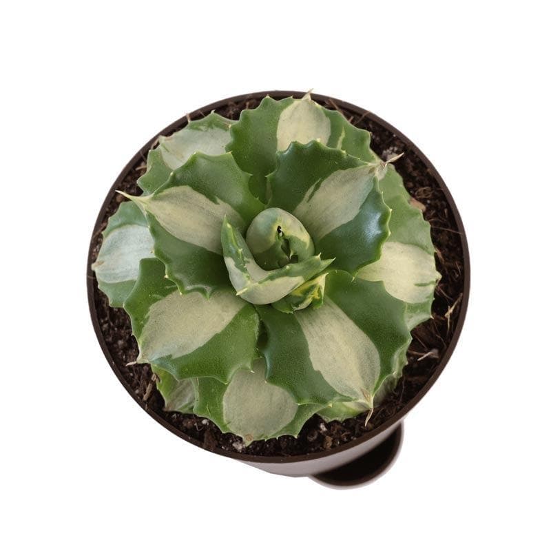Ugaoo Agave Tropicana Plant media 5