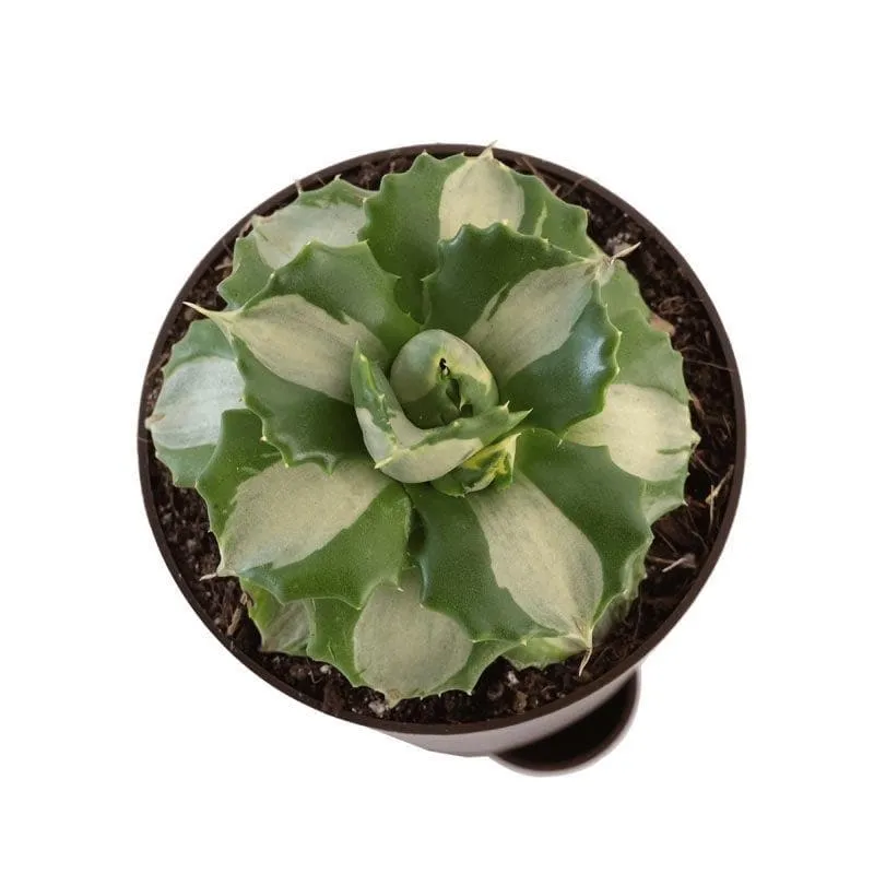 Ugaoo Agave Tropicana Plant media 5