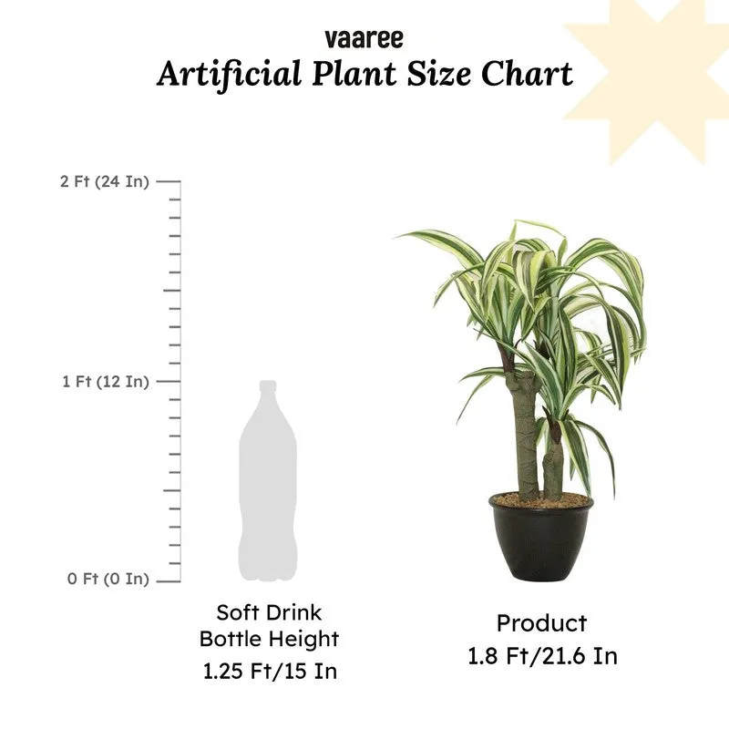 Artificial White Dracaena Bonsai Plant With White Ceramic Pot - 1.8 Feet media 7