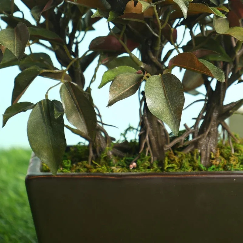 Red Ficus Artificial Bonsai Plant With Ceramic Pot 1.1 Feet - 1.3 Feet media 3