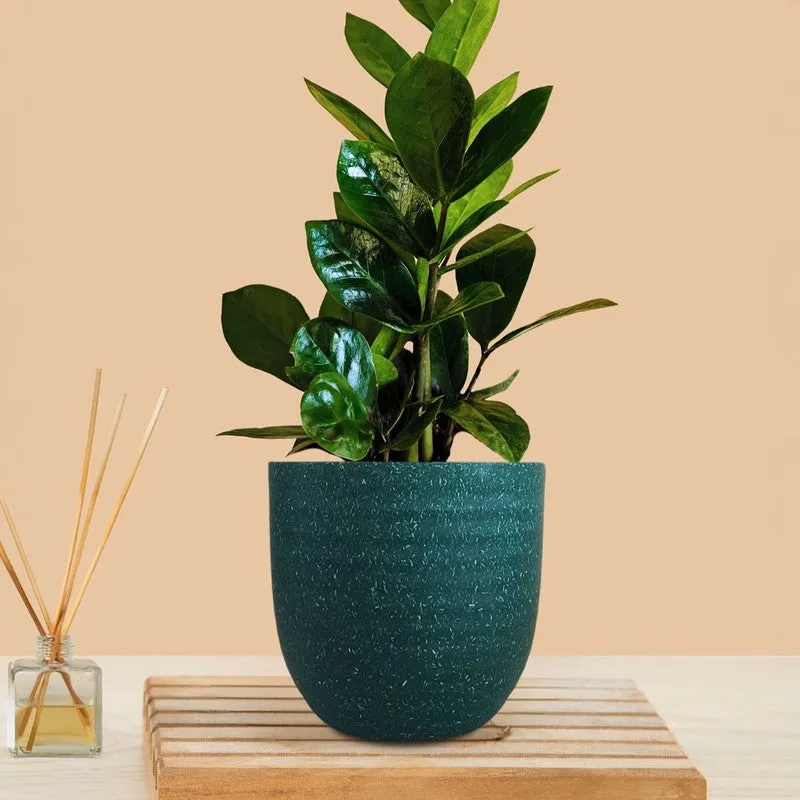 Greenkin Zamia ZZ Live Plant - Green media 3