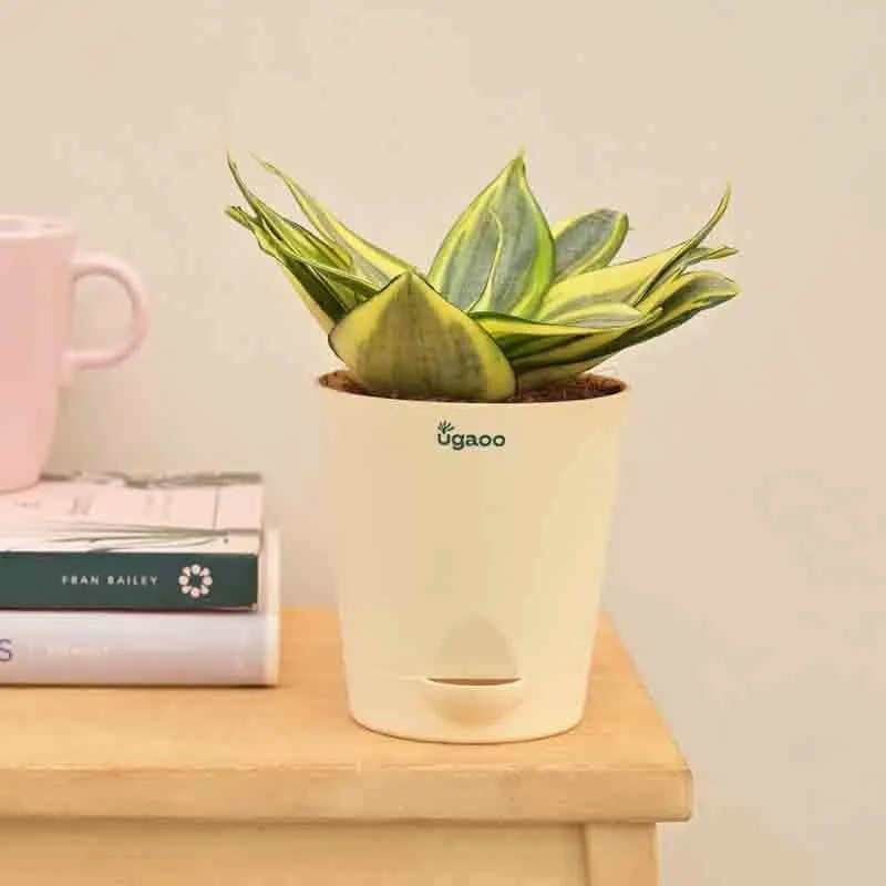 Ugaoo Snake Plant - Golden media 6