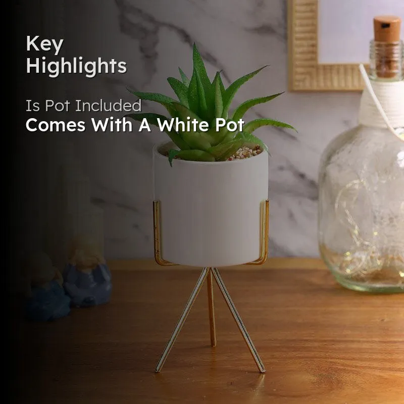 Faux Aloe Vera In White Pot With Tripod (22.5 cms) - Big media 2